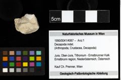 Foto (Objekt + Etiketten) von Decapoda indet. 